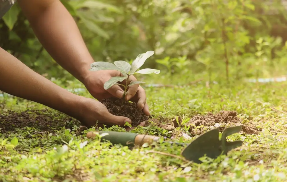 A young man is planting a tree with the light of warmth.